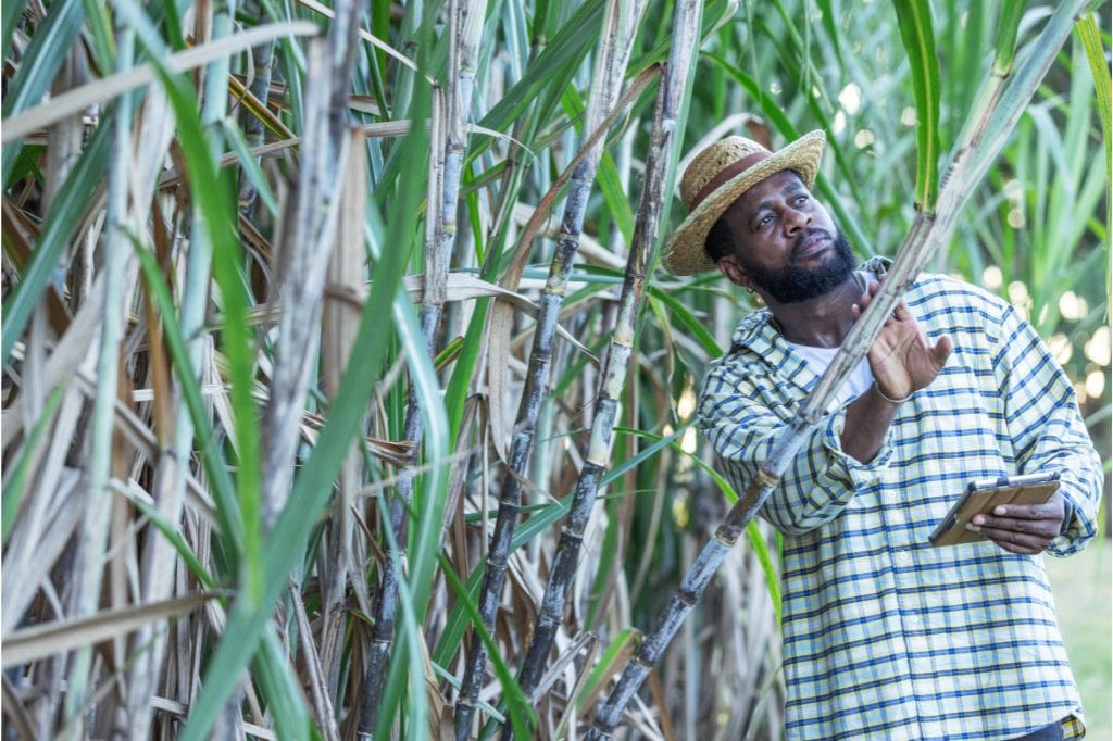 Caribbean man in straw hat inspecting tall sugarcane plants while holding a tablet.